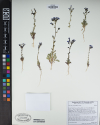 Gilia brecciarum image