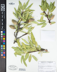 Prunus dulcis image