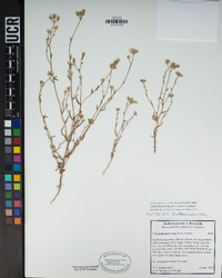 Cryptantha pterocarya var. purpusii image