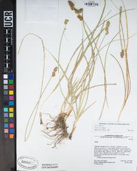 Carex alma image