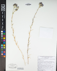 Eriastrum densifolium subsp. elongatum image