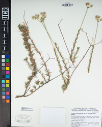 Eriogonum fasciculatum image