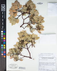 Arctostaphylos glandulosa subsp. glandulosa image