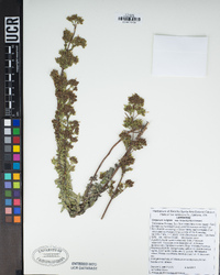 Origanum vulgare subsp. hirtum image