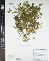 Eucrypta chrysanthemifolia image