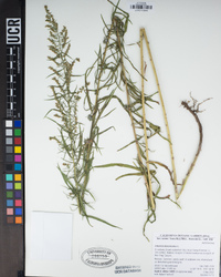 Artemisia dracunculus image