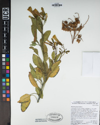 Nicotiana glauca image