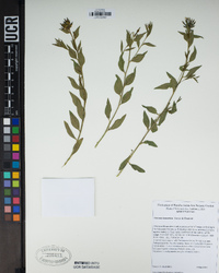 Amsonia tomentosa image