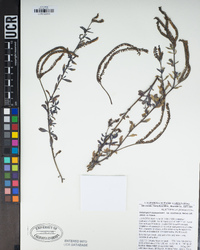 Heliotropium curassavicum var. oculatum image