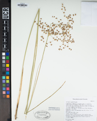 Juncus oxymeris image