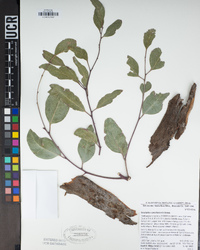 Eucalyptus camaldulensis image