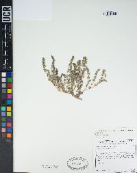 Euphorbia prostrata image