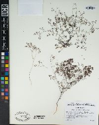 Euphorbia revoluta image
