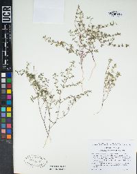 Euphorbia serpillifolia image