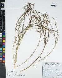 Stillingia linearifolia image