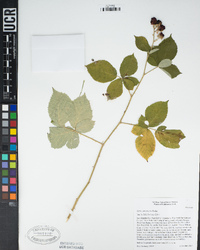 Rubus armeniacus image