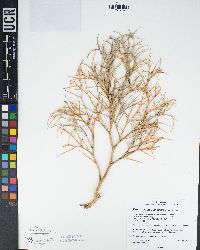 Psorothamnus spinosus image