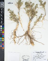 Artemisia spinescens image