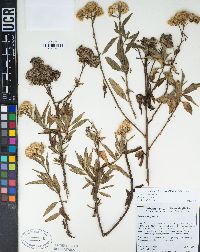 Baccharis salicifolia image