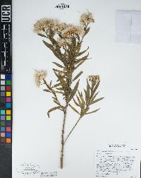 Baccharis salicifolia subsp. salicifolia image