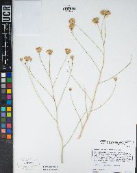 Bebbia juncea var. aspera image