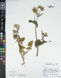 Sonchus oleraceus image