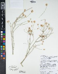 Bebbia juncea image