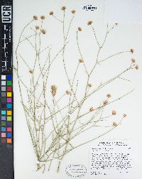 Bebbia juncea image