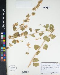 Brickellia californica image