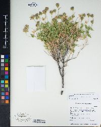 Brickellia atractyloides image