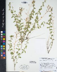 Brickellia microphylla image