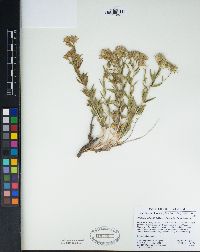 Brickellia oblongifolia var. linifolia image