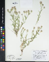 Brickellia oblongifolia image