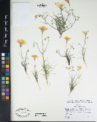 Calycoseris wrightii image