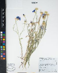 Centaurea cyanus image