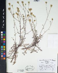 Chaenactis douglasii var. douglasii image