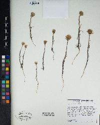 Chaenactis xantiana image