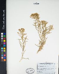 Chrysothamnus viscidiflorus image