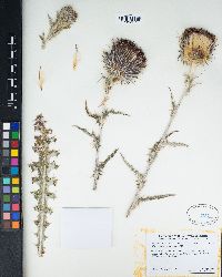 Cirsium occidentale var. occidentale image