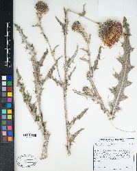 Cirsium occidentale var. occidentale image