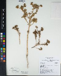 Centromadia pungens subsp. pungens image