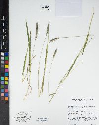 Hordeum brachyantherum image