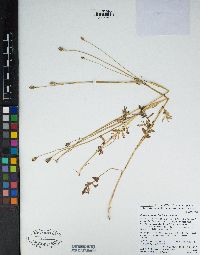 Papaver heterophyllum image