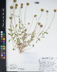 Encelia frutescens image