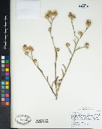 Centaurea melitensis image