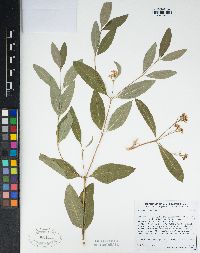 Apocynum cannabinum image