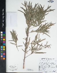 Salix exigua image