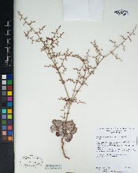 Eriogonum hoffmannii var. robustius image