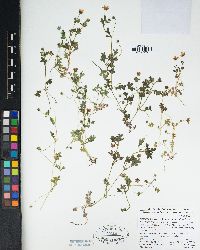 Nemophila menziesii image