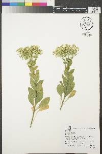 Lepidium draba image